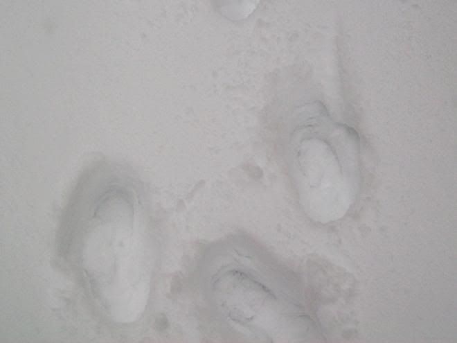 blizzard20104.jpg