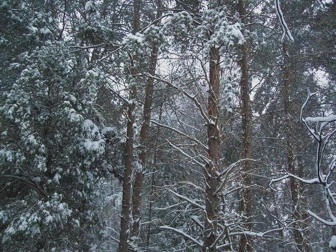 blizzard20106.jpg