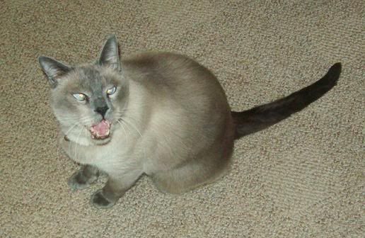 franklinmeow.jpg