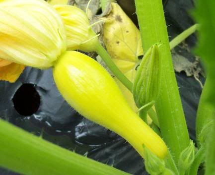 1stbabysquash.jpg
