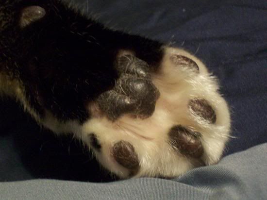 rorypaw.jpg