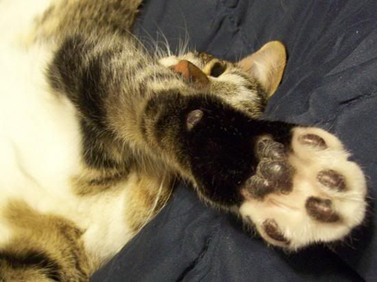 rorypaw2.jpg