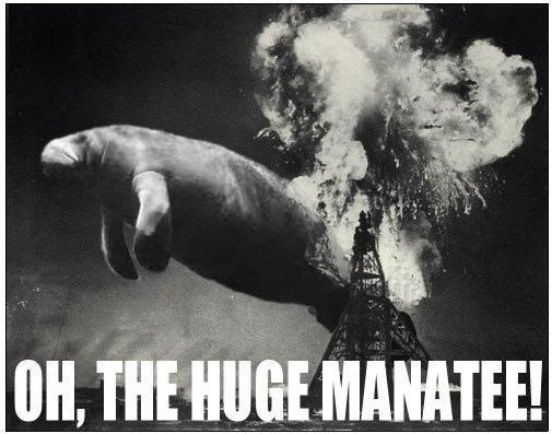 manatee.jpg