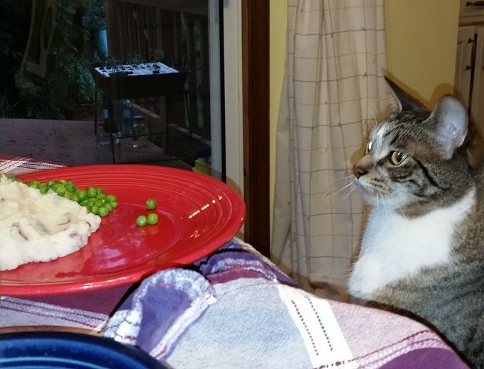 rory%20dinner_zpsdncomk6m.jpg