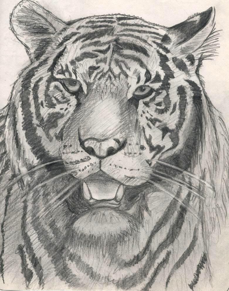 tiger drawings guise