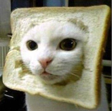inbred-cat1.jpg