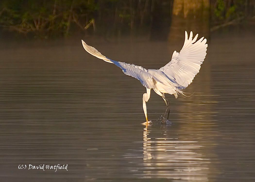 IMAGE: http://img.photobucket.com/albums/v430/dahat/_MG_3186-web002.jpg