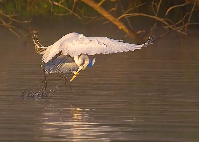 IMAGE: http://img.photobucket.com/albums/v430/dahat/_MG_3188web.jpg