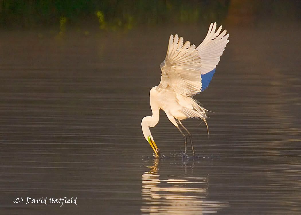 IMAGE: http://img.photobucket.com/albums/v430/dahat/_MG_3195-web002.jpg