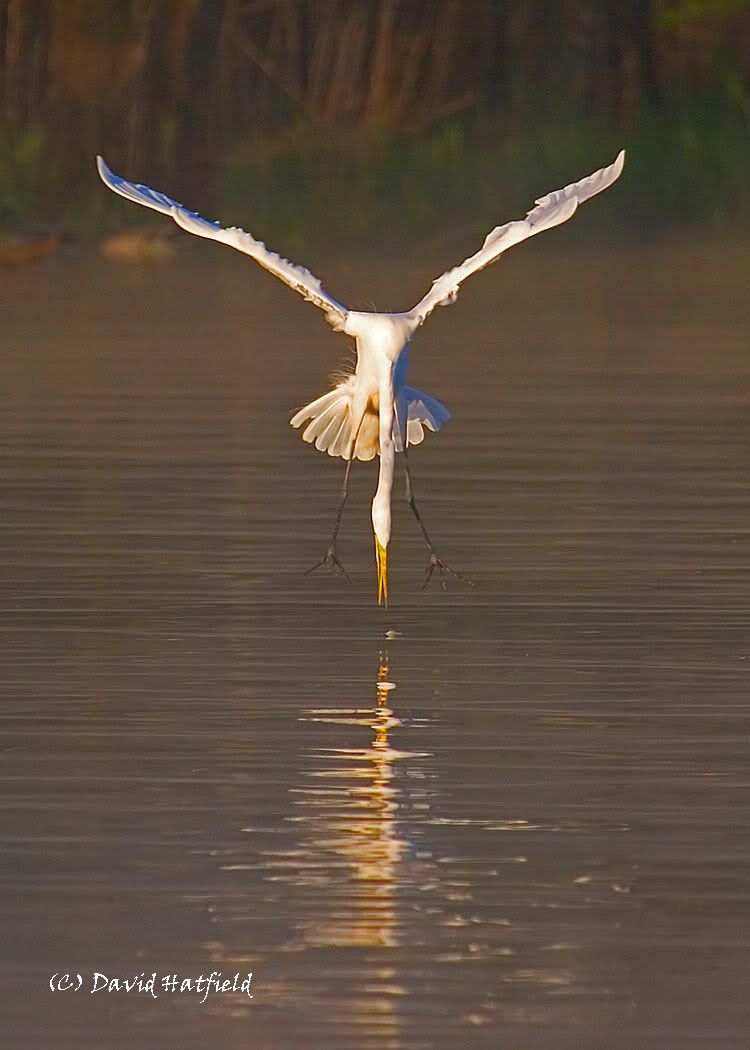 IMAGE: http://img.photobucket.com/albums/v430/dahat/_MG_3202-web002.jpg