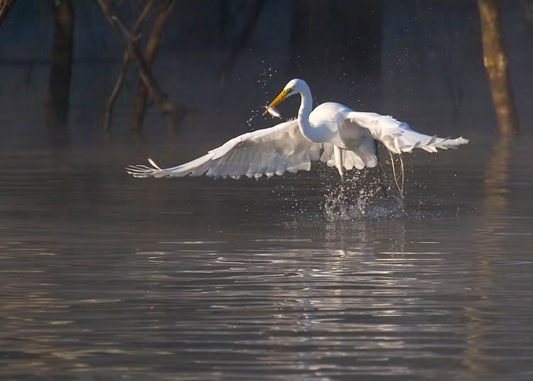 IMAGE: http://img.photobucket.com/albums/v430/dahat/_MG_3210-web.jpg