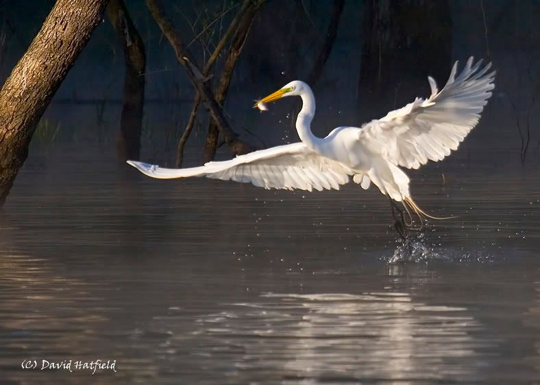 IMAGE: http://img.photobucket.com/albums/v430/dahat/_MG_3211-web.jpg