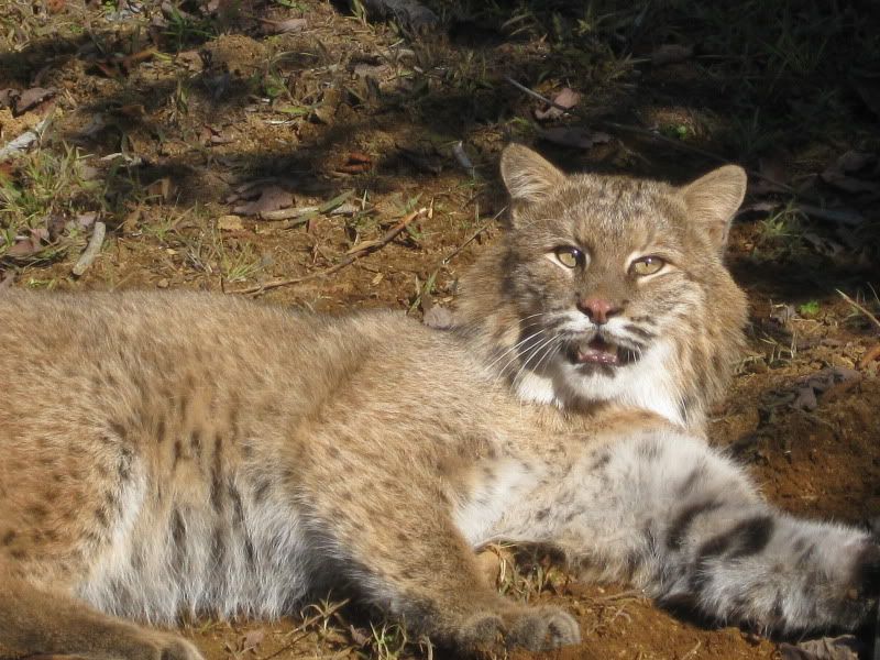 2 bobcats for sale, Maine long fured winter cats | Welcome ...