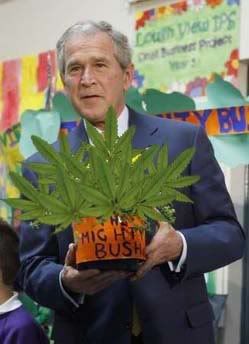 Mighty Bush