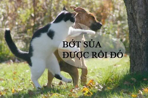 fight-cat-dogcopy_1.jpg