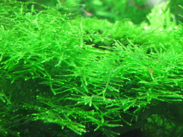 Taiwan moss 2
