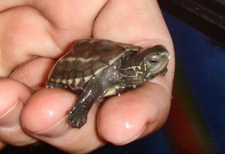Baby Reeves Turtle