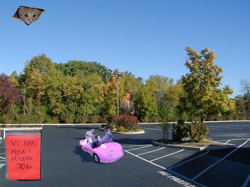 parkinglotcatgodferabbigy4copy.jpg