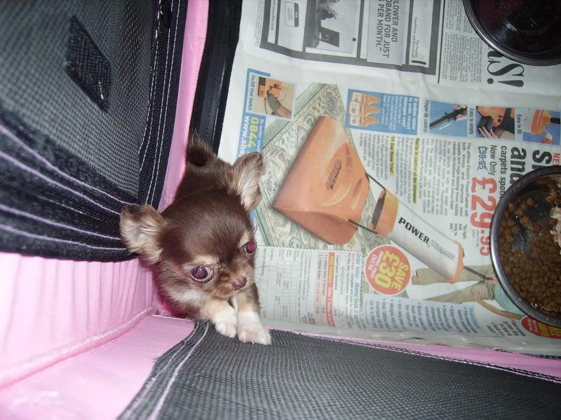 pups0408053.jpg