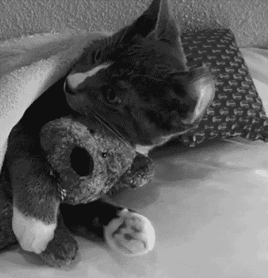 kitty.gif