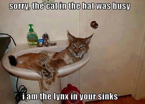 lynx_in_sink_zpsjygofhy5.jpg