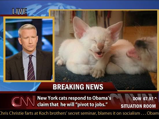 cats laugh about pivot