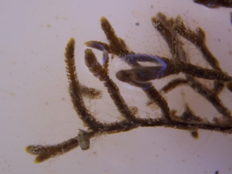 Cladostephusverticillatusmicro.jpg