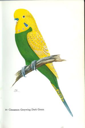 CinnamonGreywingDarkGreen.jpg