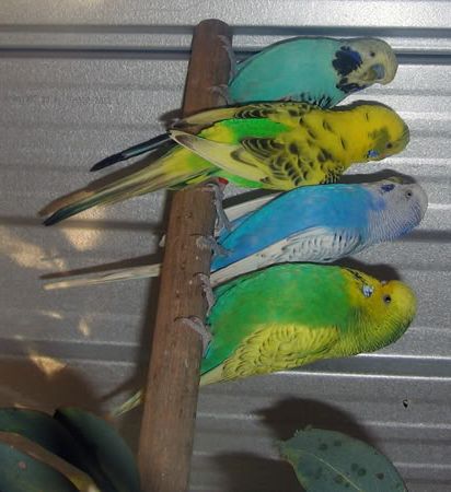 PopularPerch.jpg