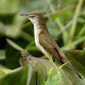 WhatBird.jpg