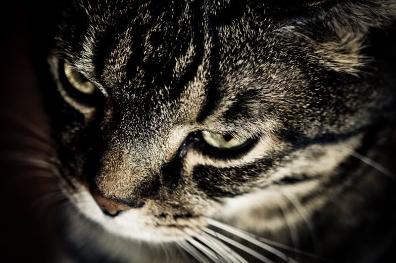 IMAGE: http://img.photobucket.com/albums/v436/cfpackerfan/-1.jpg