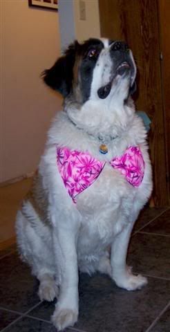 IMAGE: http://img.photobucket.com/albums/v436/cfpackerfan/100_3610Small.jpg