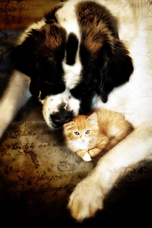 IMAGE: http://img.photobucket.com/albums/v436/cfpackerfan/Experimental-1.jpg