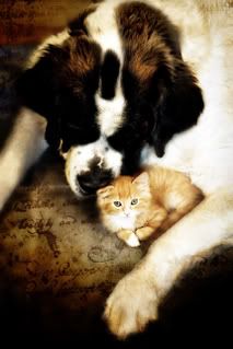 IMAGE: http://img.photobucket.com/albums/v436/cfpackerfan/Experimental.jpg