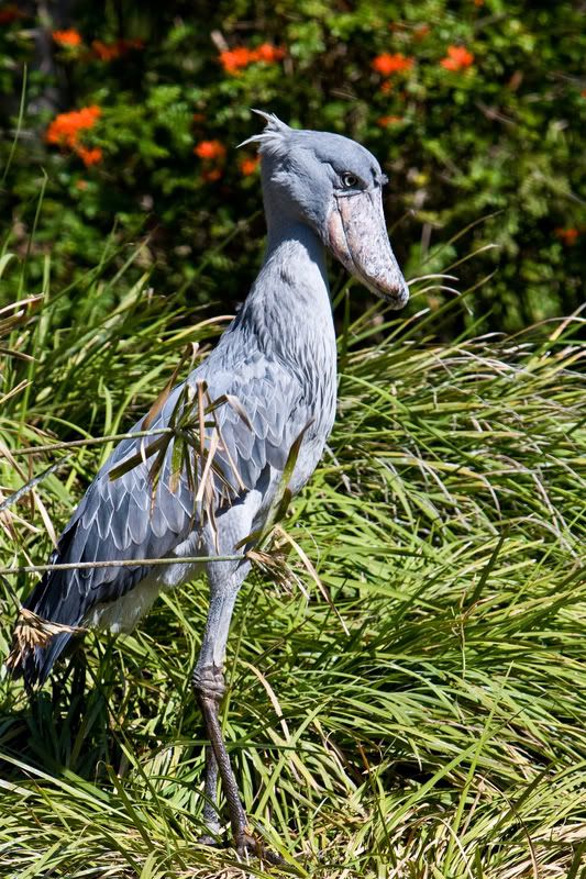 IMAGE: http://img.photobucket.com/albums/v436/cfpackerfan/For%20POTN/IMG_2218-1.jpg