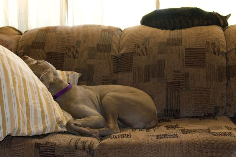 IMAGE: http://img.photobucket.com/albums/v436/cfpackerfan/IMG_0106.jpg