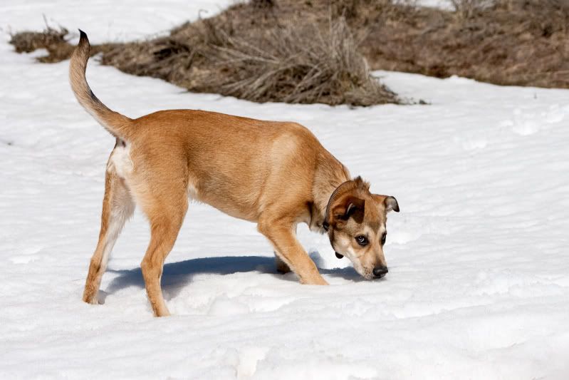 IMAGE: http://img.photobucket.com/albums/v436/cfpackerfan/IMG_2515.jpg