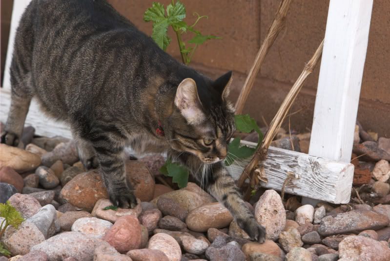 IMAGE: http://img.photobucket.com/albums/v436/cfpackerfan/IMG_5029-01.jpg