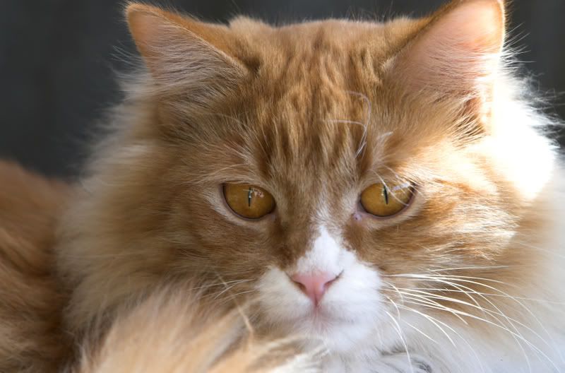 IMAGE: http://img.photobucket.com/albums/v436/cfpackerfan/IMG_5044-01.jpg