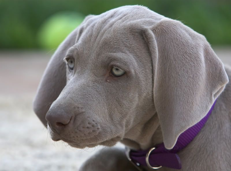 IMAGE: http://img.photobucket.com/albums/v436/cfpackerfan/IMG_5052-01.jpg