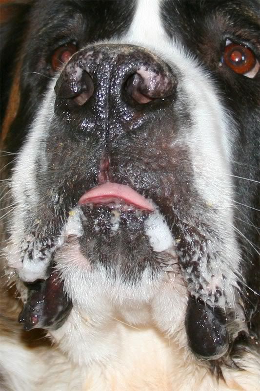 IMAGE: http://img.photobucket.com/albums/v436/cfpackerfan/IMG_5826_2.jpg