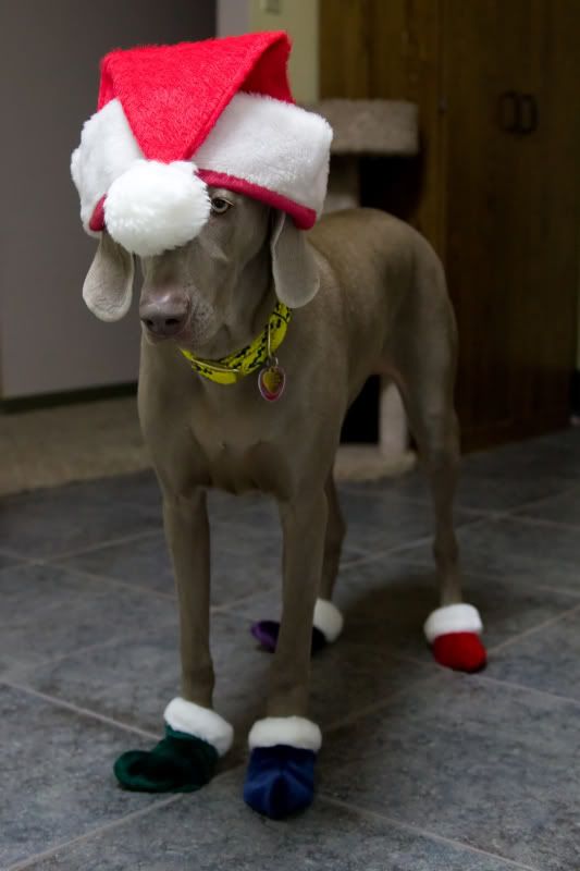 IMAGE: http://img.photobucket.com/albums/v436/cfpackerfan/IMG_9460-2.jpg