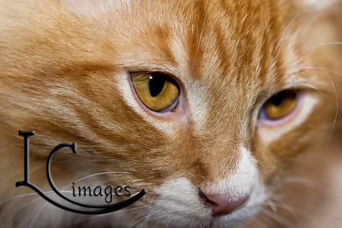 IMAGE: http://img.photobucket.com/albums/v436/cfpackerfan/_3-2-16.jpg