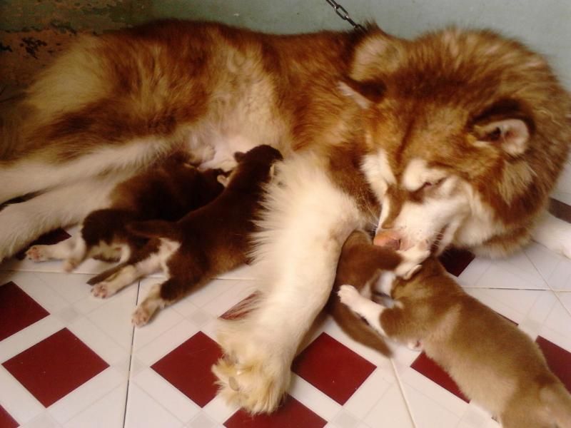 HCM - Q6 - Alaska baby nâu đỏ đực ú nù 45 ngày tuổi - 1