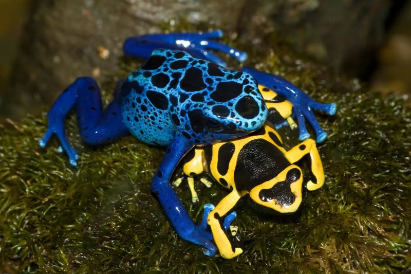 Poison Dart Frogs Pictures, Images and Photos