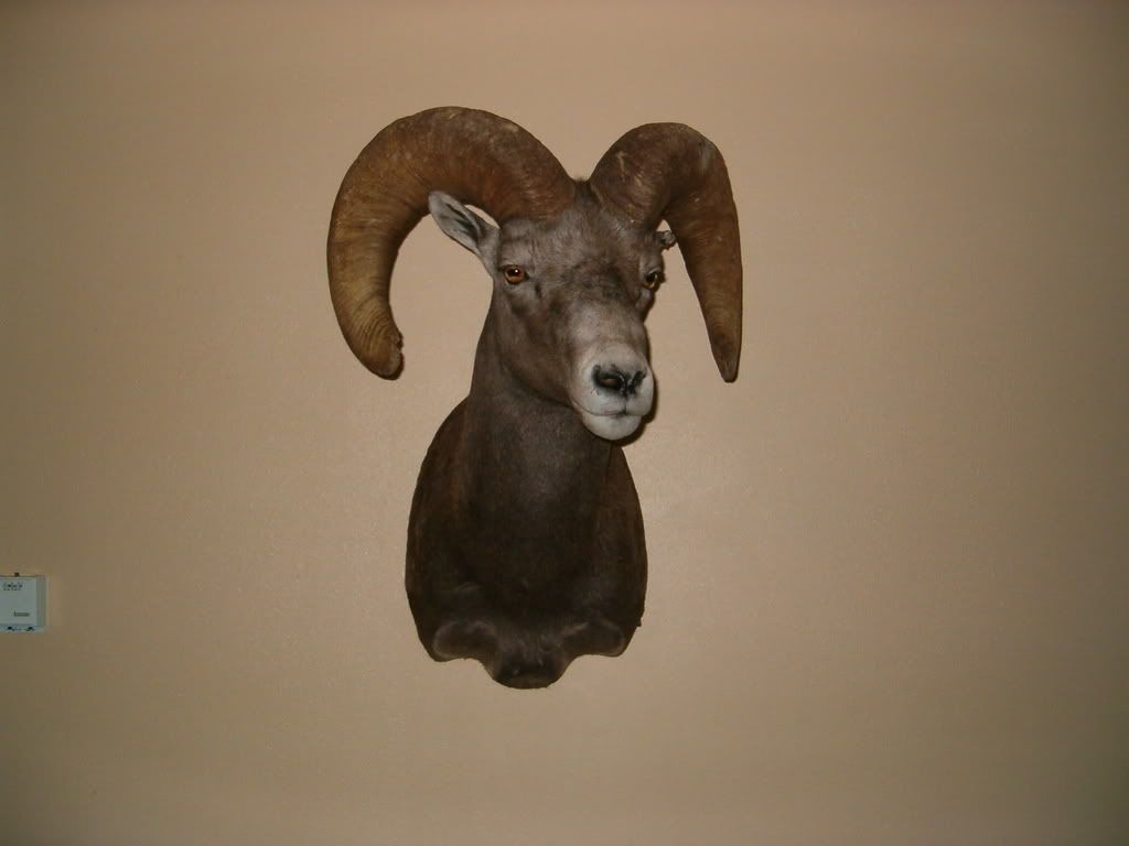 sheepmount001.jpg