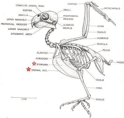 cockatiel anatomy