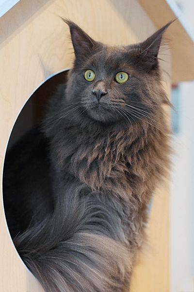 IMAGE: http://img.photobucket.com/albums/v437/monokatt/smP1040016_zpsehstqmww.jpg