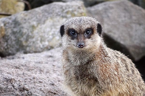 IMAGE: http://img.photobucket.com/albums/v437/monokatt/smP1100301_zps2175f7dc.jpg