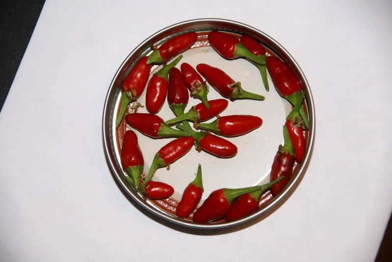 Ornamental+thai+peppers